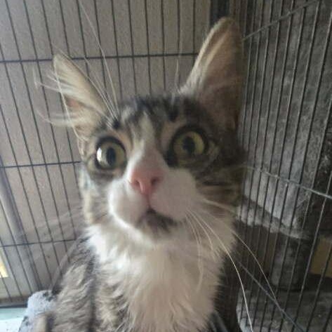 Karen, a ADOPTABLE Domestic Long Hair in Rawlins, WY image 1/2