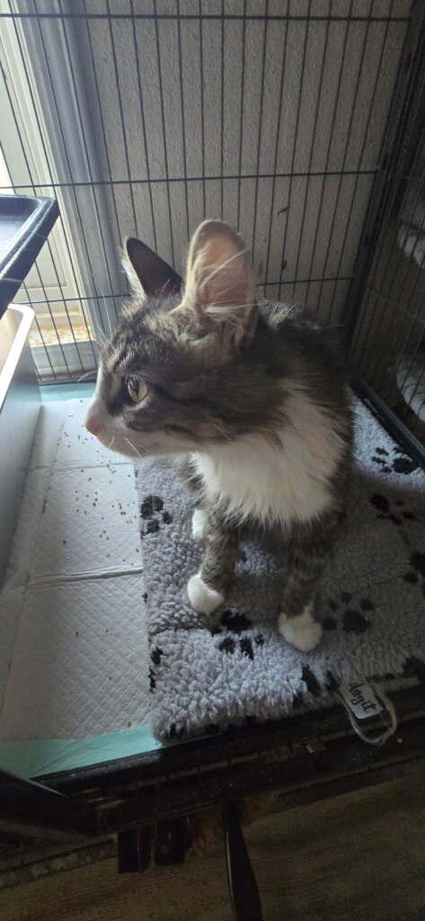Karen, a ADOPTABLE Domestic Long Hair in Rawlins, WY image 2/2
