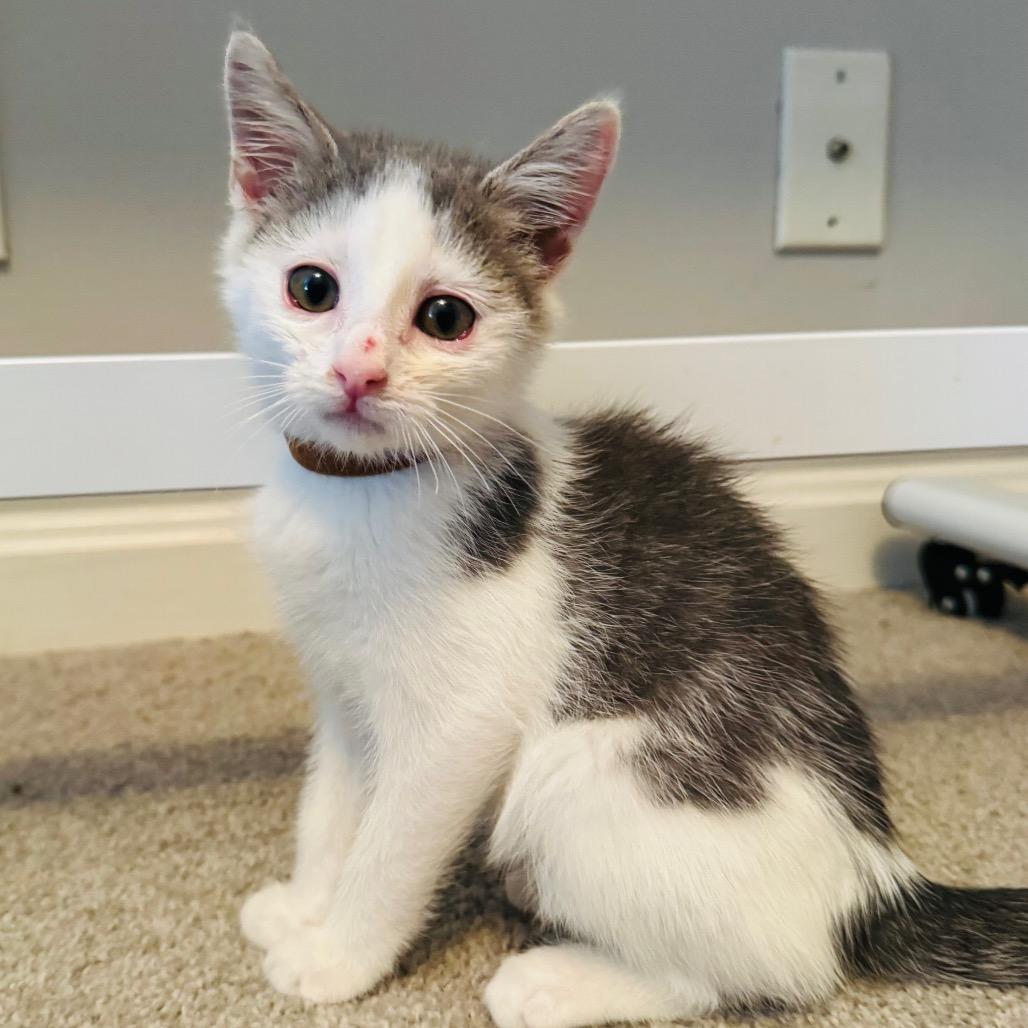 Kiwi, a Adoptable Domestic Short Hair in La Grange, KY image 1/2