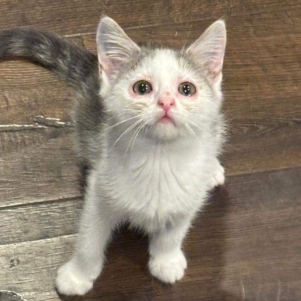 Kiwi, a Adoptable Domestic Short Hair in La Grange, KY image 2/2