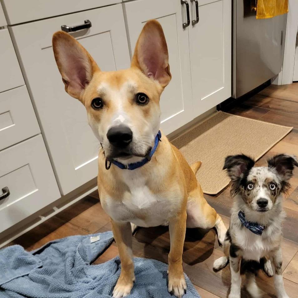 Enlarge Ozzie, a Adoptable Mixed Breed in Jacksonville Beach, FL image 1/6