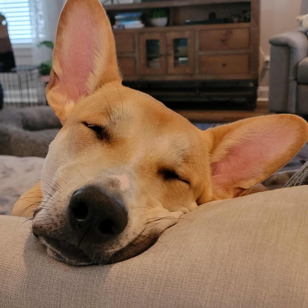 Enlarge Ozzie, a Adoptable Mixed Breed in Jacksonville Beach, FL image 2/6