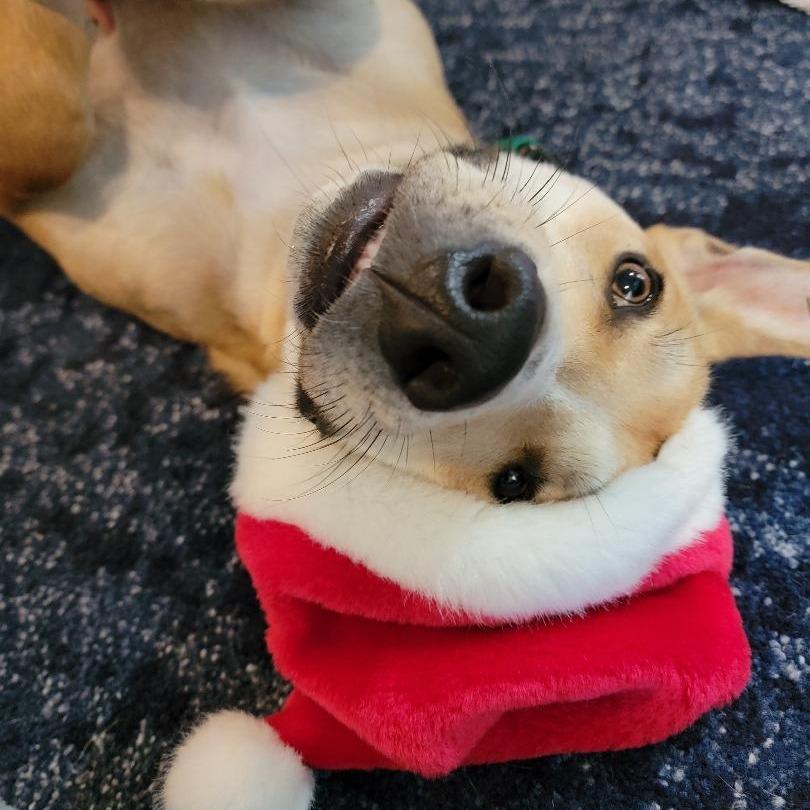 Enlarge Ozzie, a Adoptable Mixed Breed in Jacksonville Beach, FL image 6/6