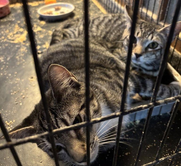 Laverne and Shirley*, Adoptable, Young Female Domestic Short Hair.