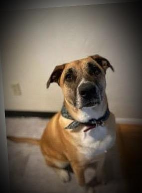Rocky Balboa, Adoptable, Adult Male German Shepherd Dog & Mixed Breed.
