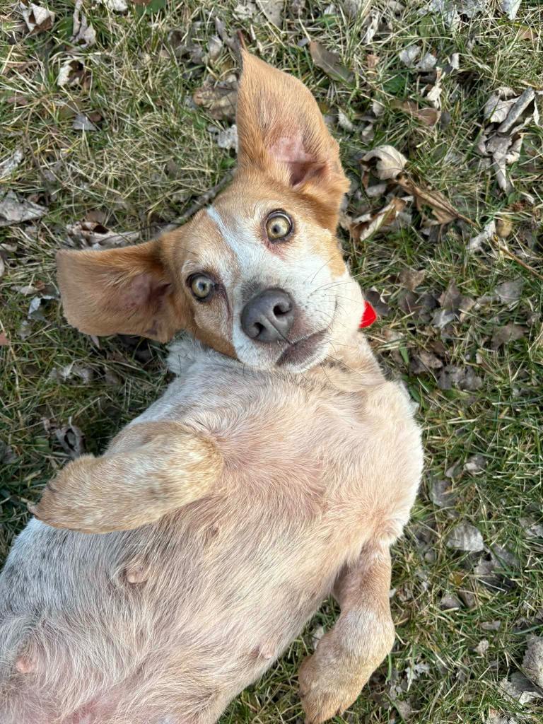 Queen (Pink), Adoptable, Adult Female Beagle.