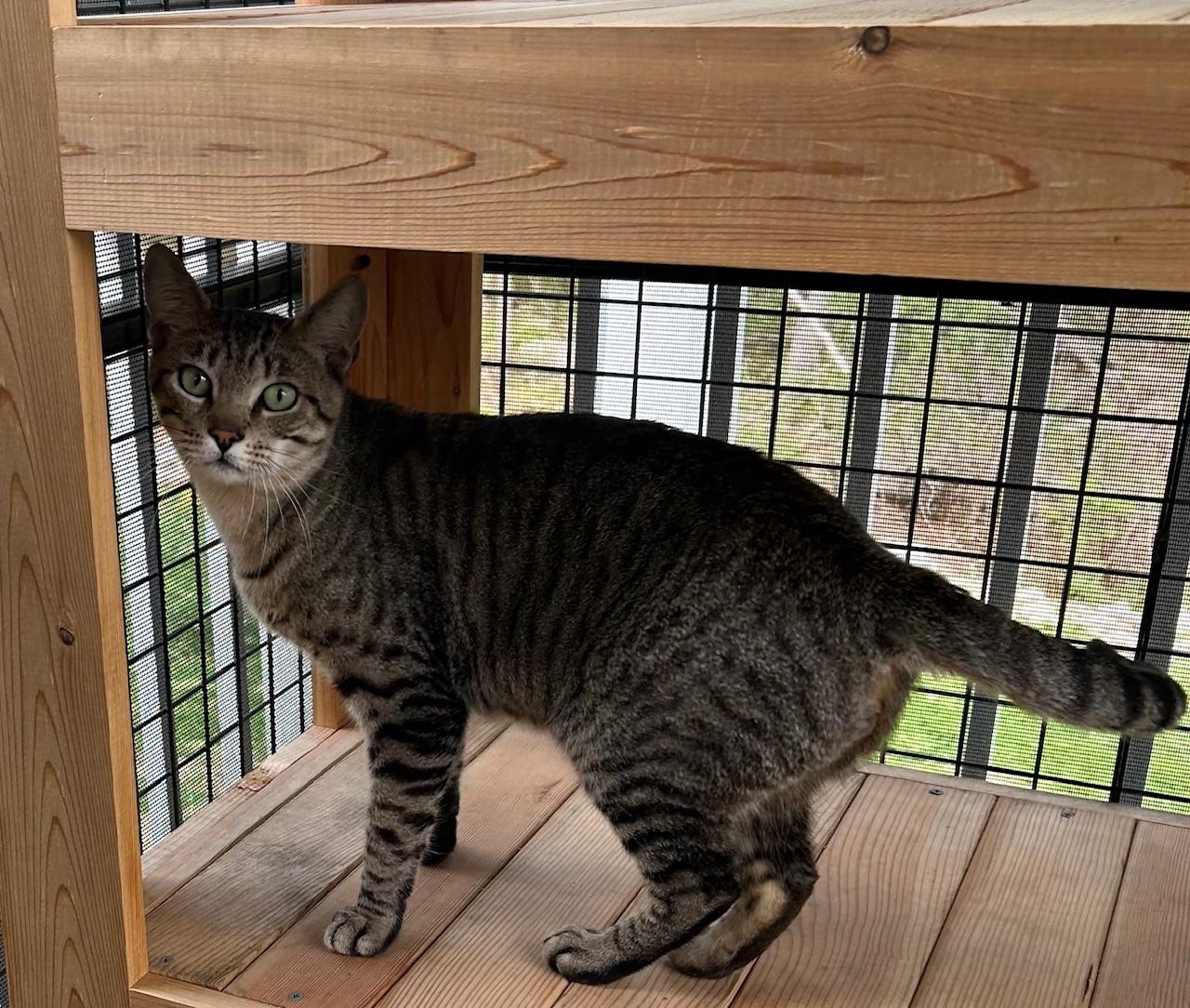 Butch, a ADOPTABLE Domestic Short Hair in Milton, MA image 2/2