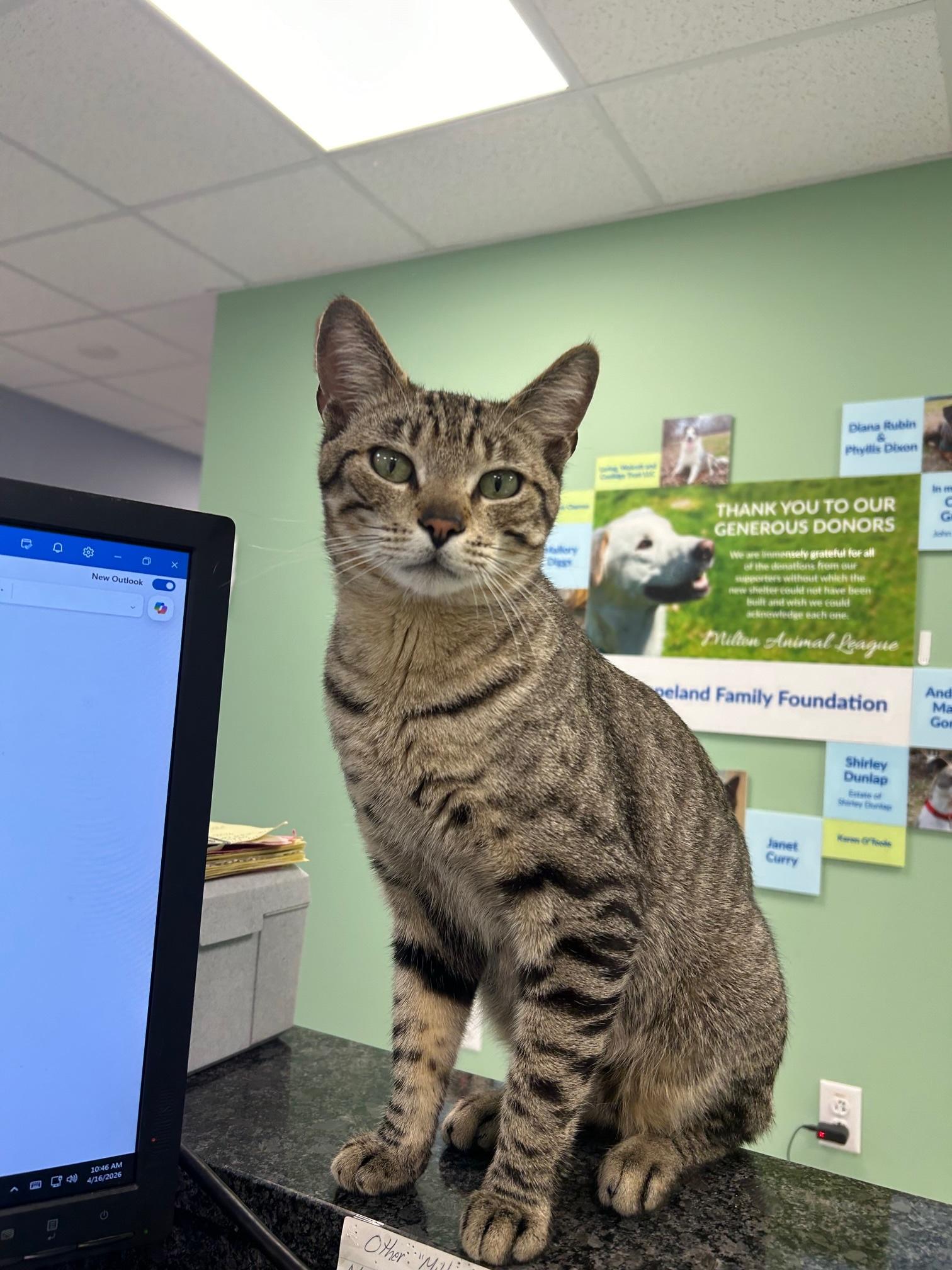 Butch, ADOPTABLE, Adult Male Domestic Short Hair.