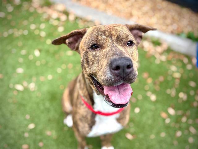 ROYALTY, Adoptable, Adult Female Pit Bull Terrier.