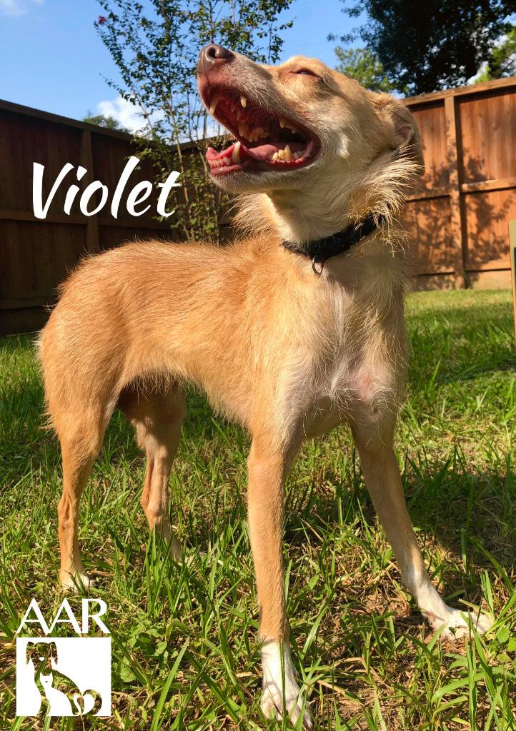 Enlarge Violet, a Adoptable mixed breed in Magnolia, TX image 2/6