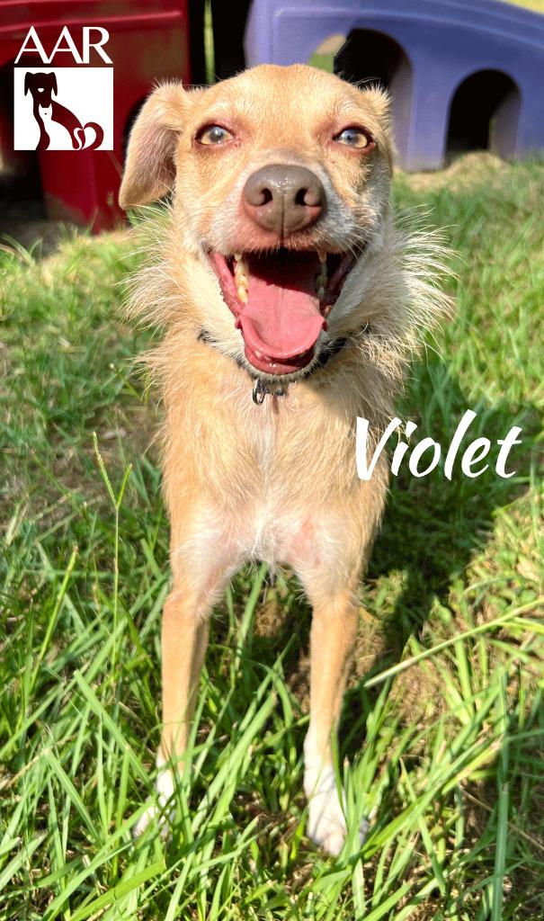 Enlarge Violet, a Adoptable mixed breed in Magnolia, TX image 3/6