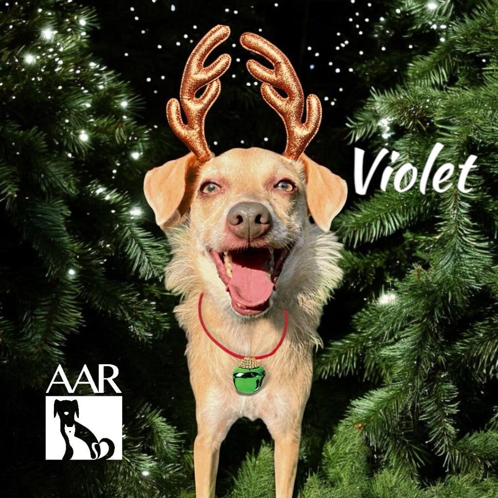 Enlarge Violet, a Adoptable mixed breed in Magnolia, TX image 4/6
