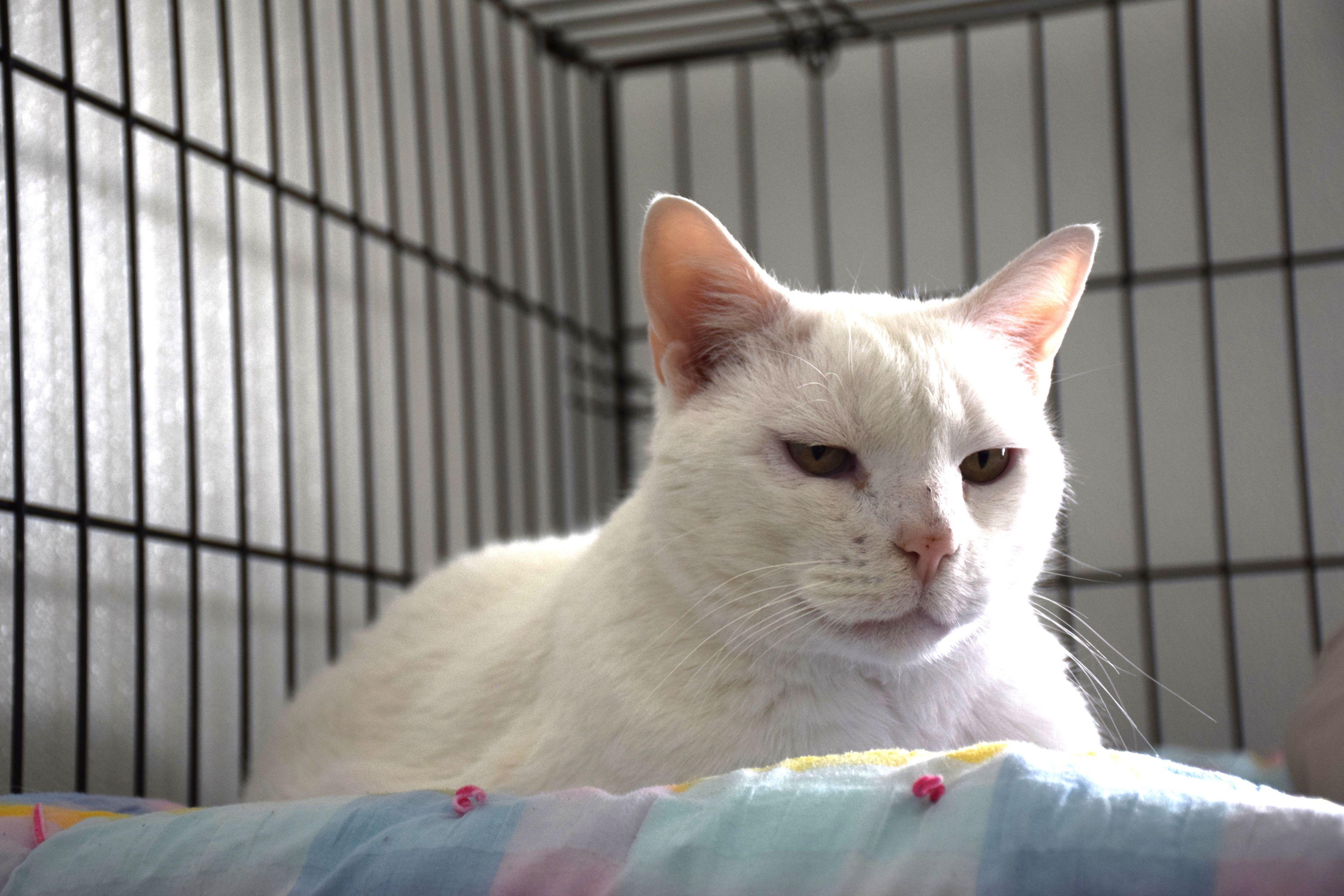 Mr. Phin, ADOPTABLE, Senior Male Domestic Short Hair.