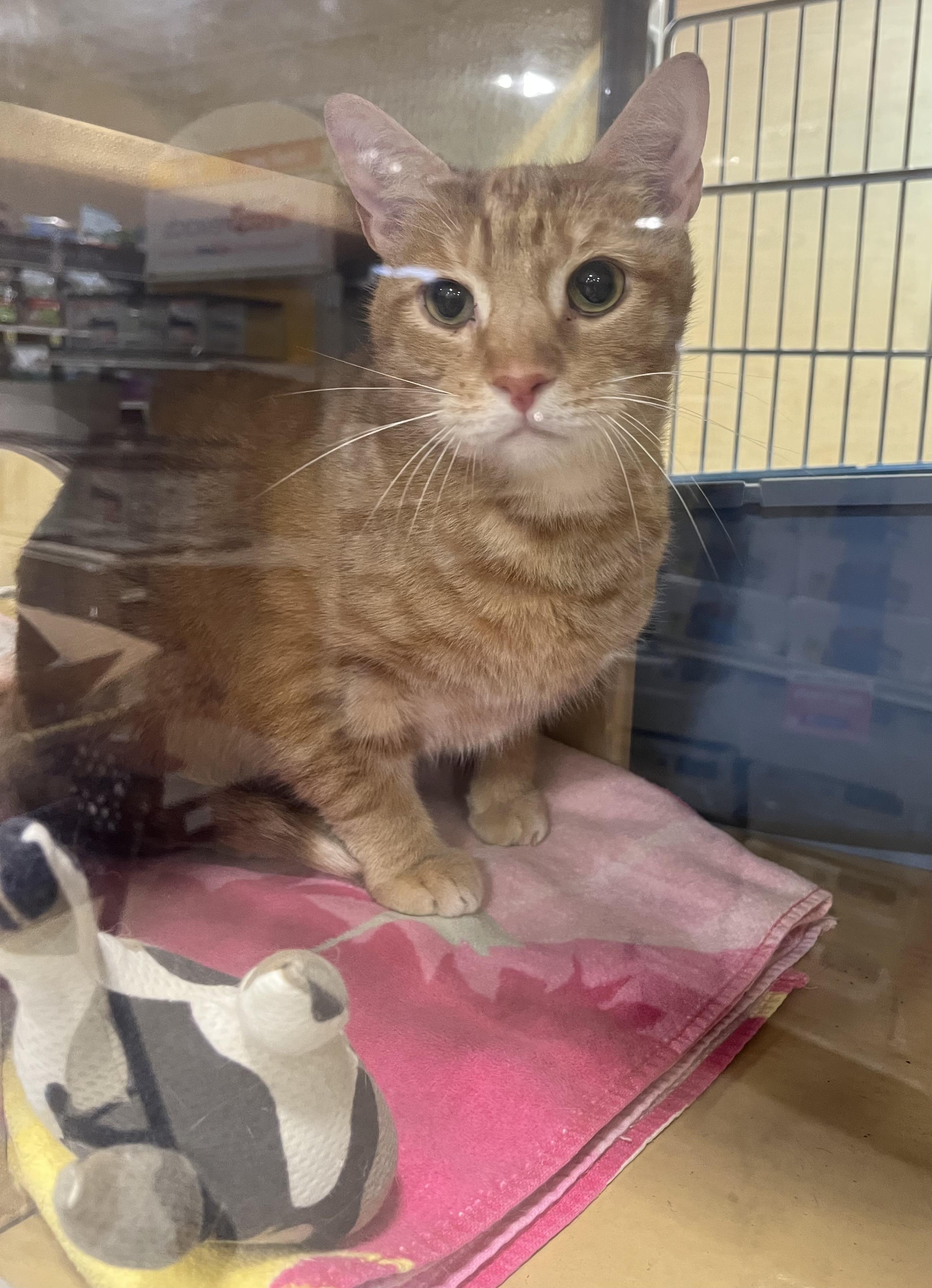 Skylar, adopted, Adult Male Domestic Short Hair.