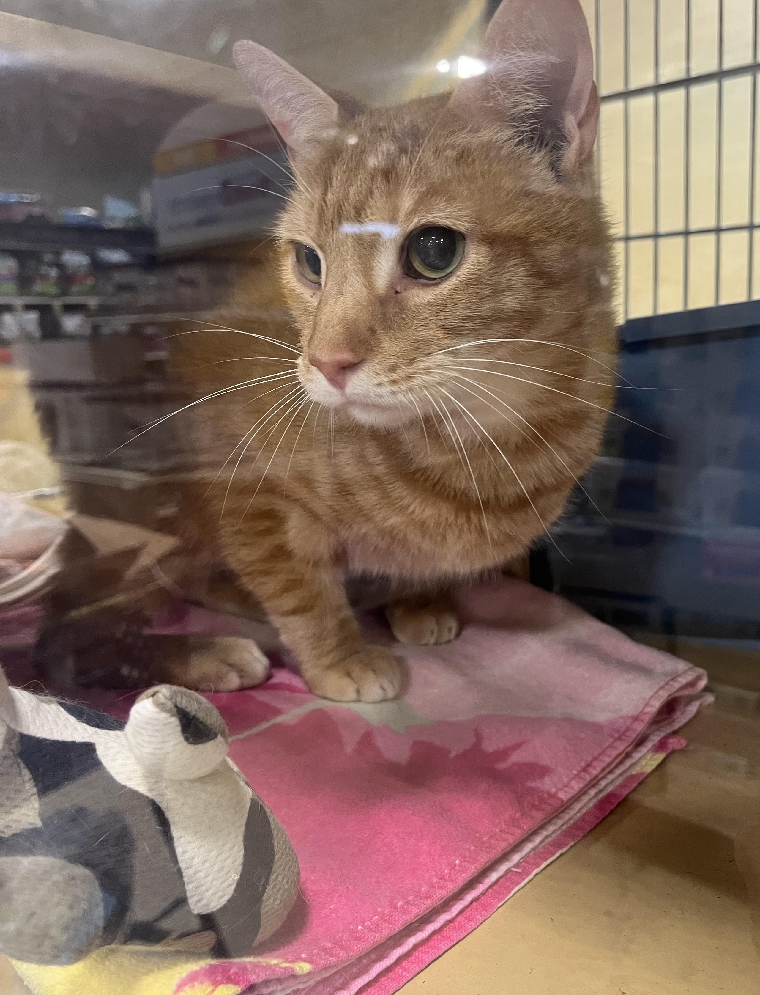 Enlarge Skylar, an adopted Domestic Short Hair in Charlotte, NC image 2/2
