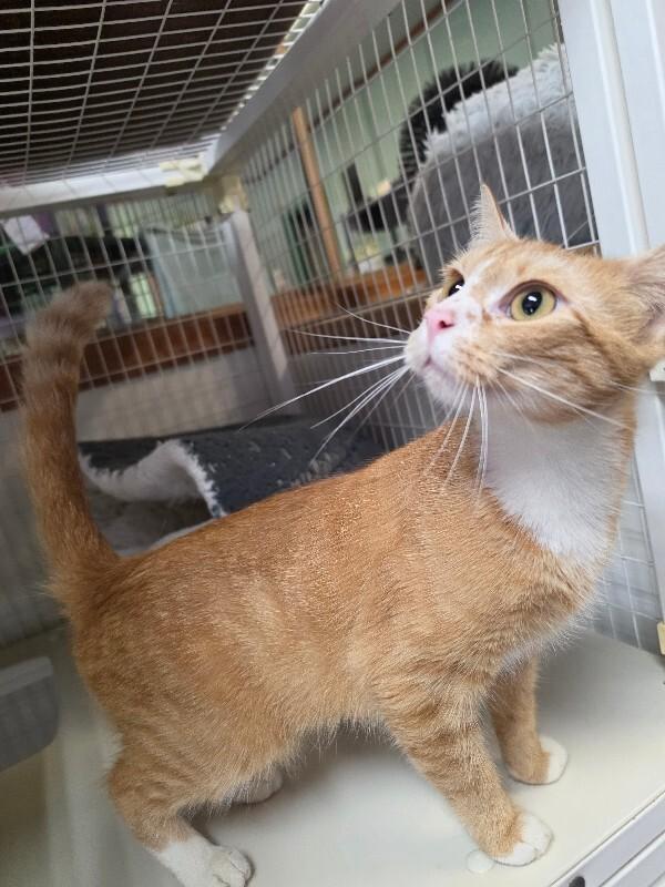 Sydney, Adoptable, Adult Female Domestic Short Hair.