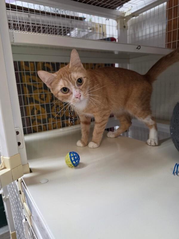 Enlarge Sydney, a Adoptable Domestic Short Hair in Cortland, NY image 2/2