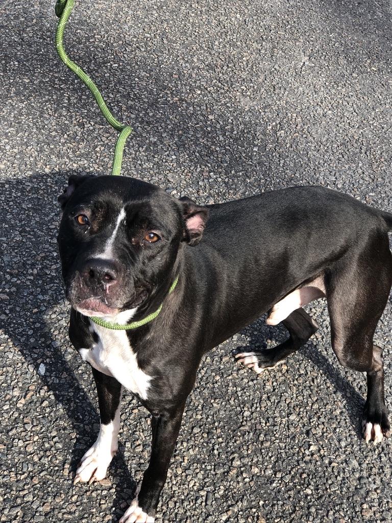 Oreo Milkshake, Adoptable, Senior Male Pit Bull Terrier.