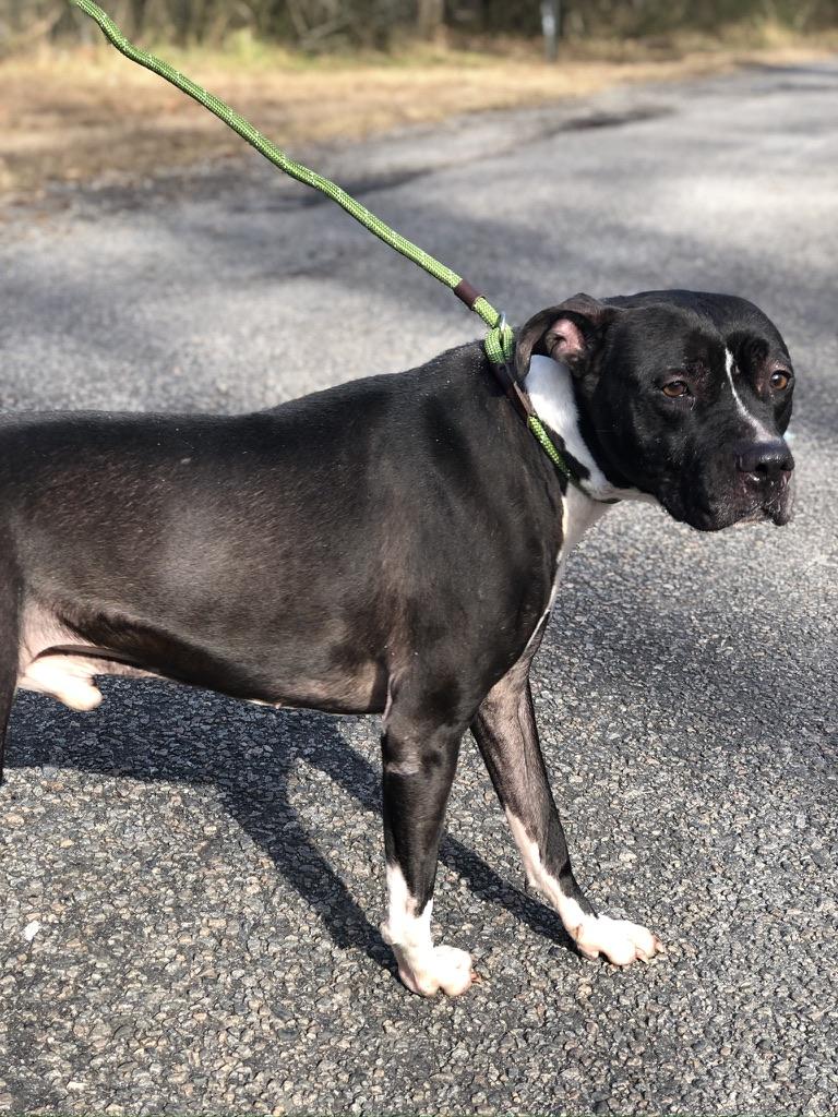 Enlarge Oreo Milkshake, a Adoptable Pit Bull Terrier in Petersburg, VA image 5/6