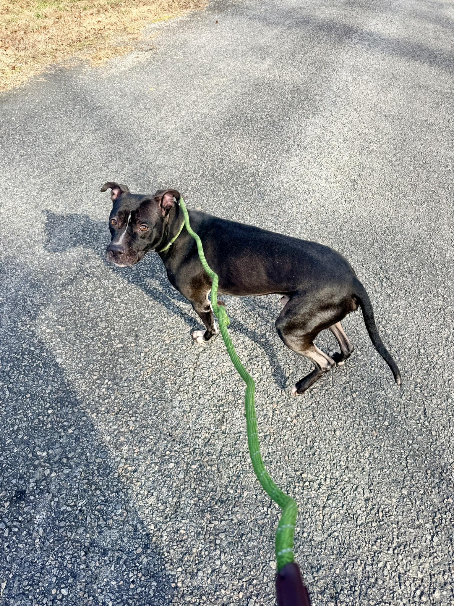 Enlarge Oreo Milkshake, a Adoptable Pit Bull Terrier in Petersburg, VA image 6/6