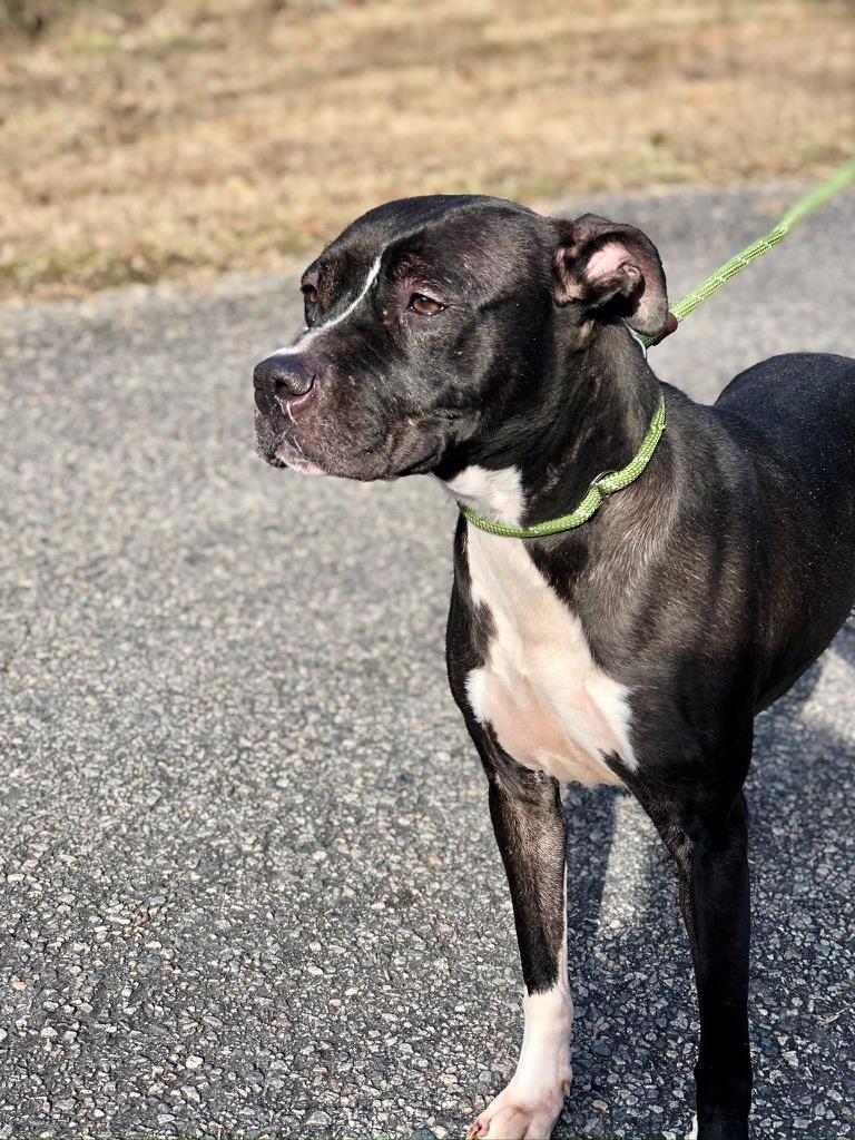 Enlarge Oreo Milkshake, a Adoptable Pit Bull Terrier in Petersburg, VA image 2/6