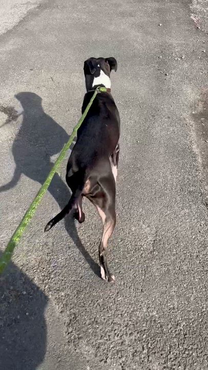 Enlarge Oreo Milkshake, a Adoptable Pit Bull Terrier in Petersburg, VA video 3/6
