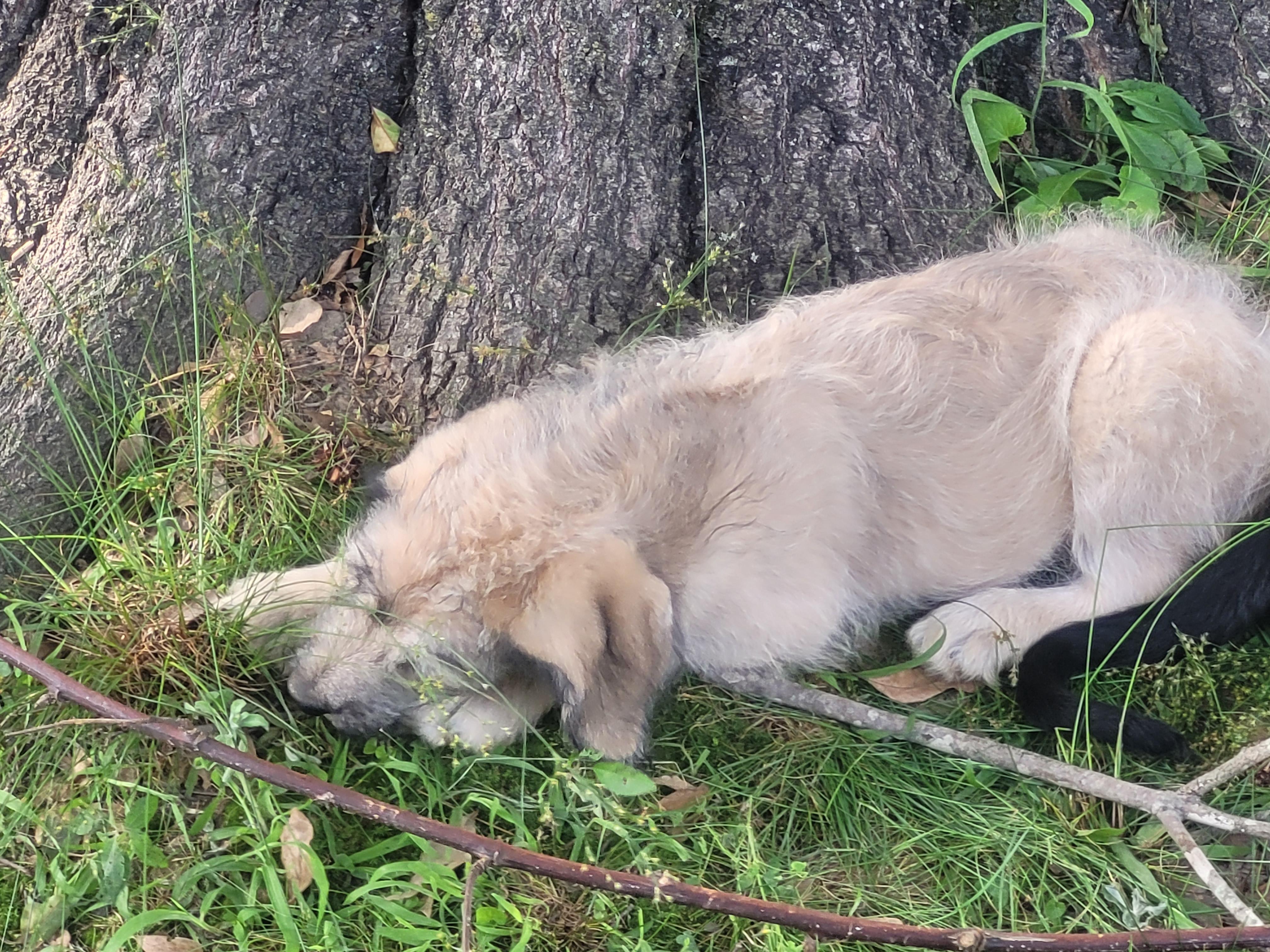 Enlarge Bashful, a Adoptable mixed breed in bauxite, AR image 3/3