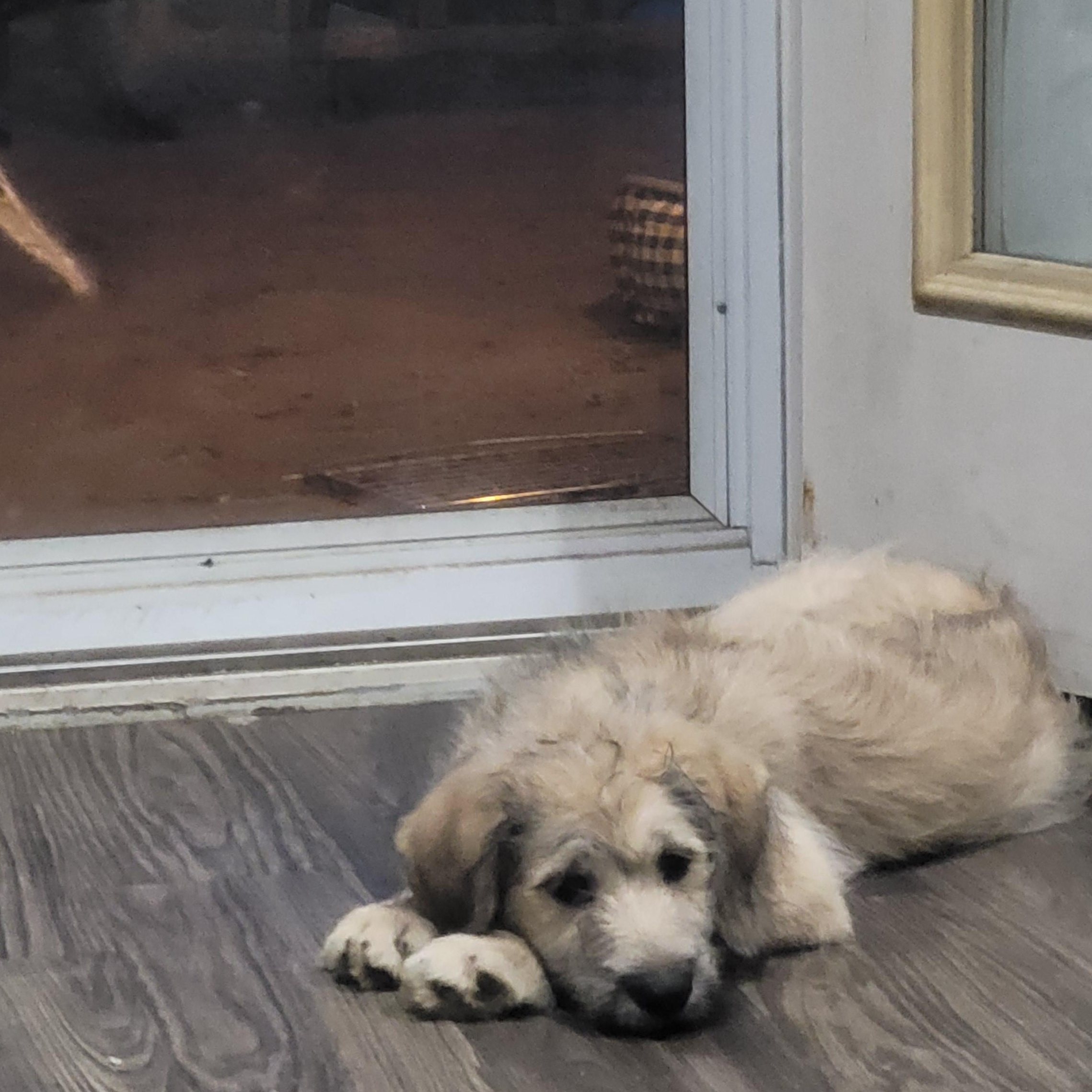 Enlarge Bashful, a Adoptable mixed breed in bauxite, AR image 2/3