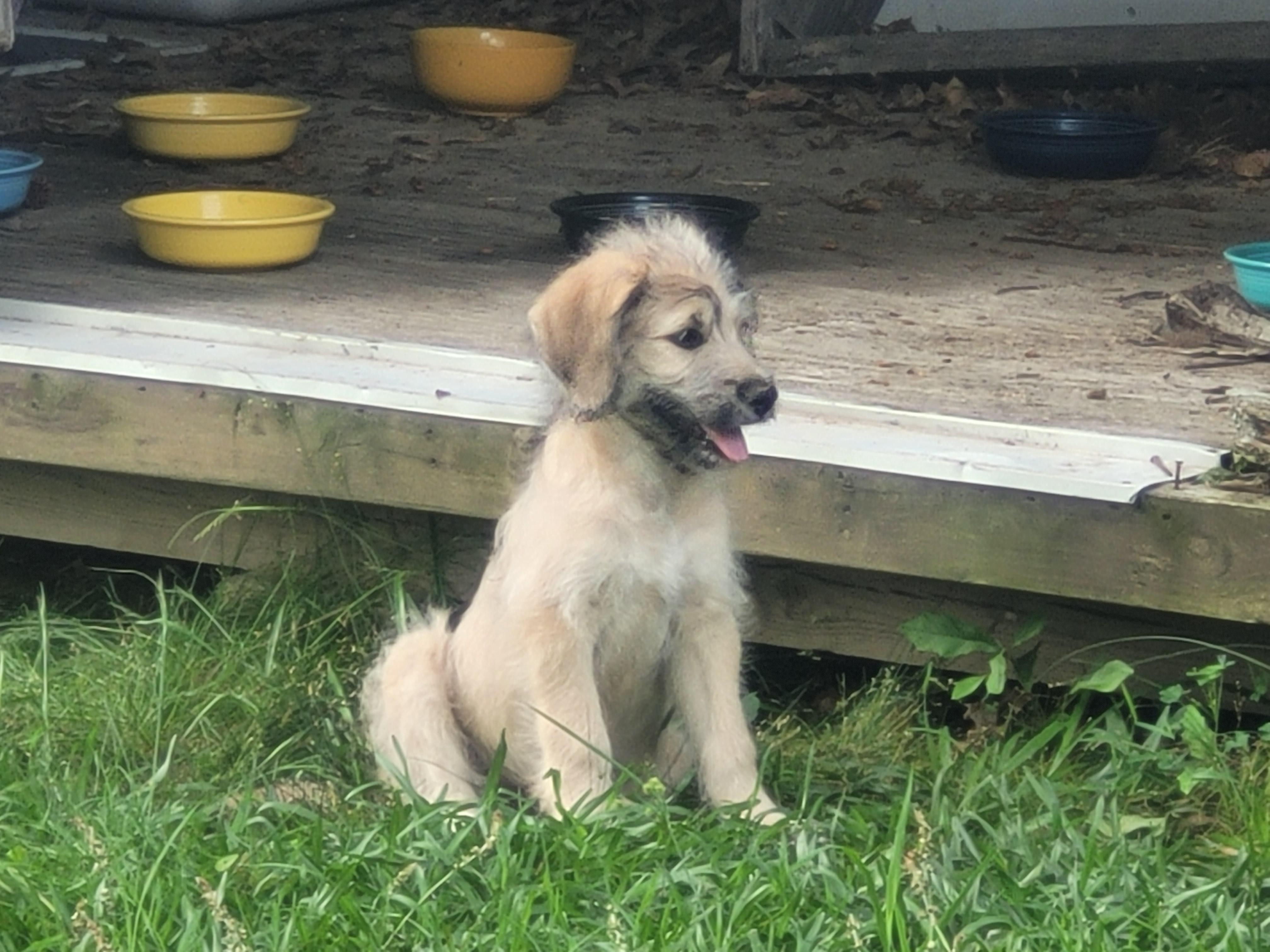 Bashful, Adoptable, Puppy Male Poodle & Great Pyrenees.
