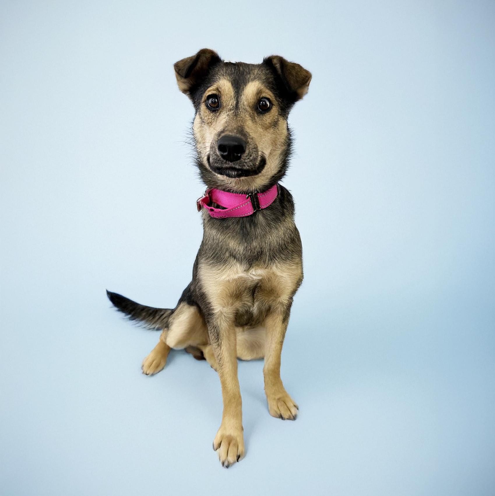 Winnie, a Adoptable mixed breed in Scottsdale, AZ image 2/4