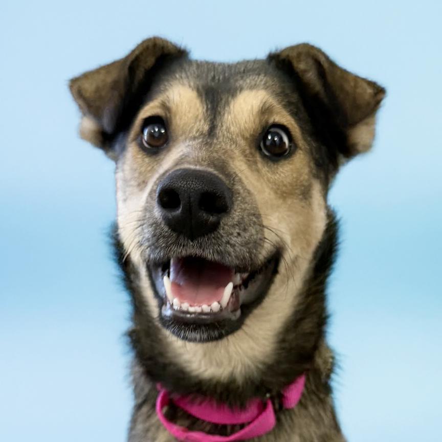 Winnie, a Adoptable mixed breed in Scottsdale, AZ image 1/4