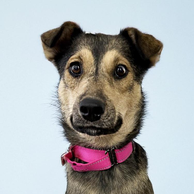 Winnie, a Adoptable mixed breed in Scottsdale, AZ image 3/4