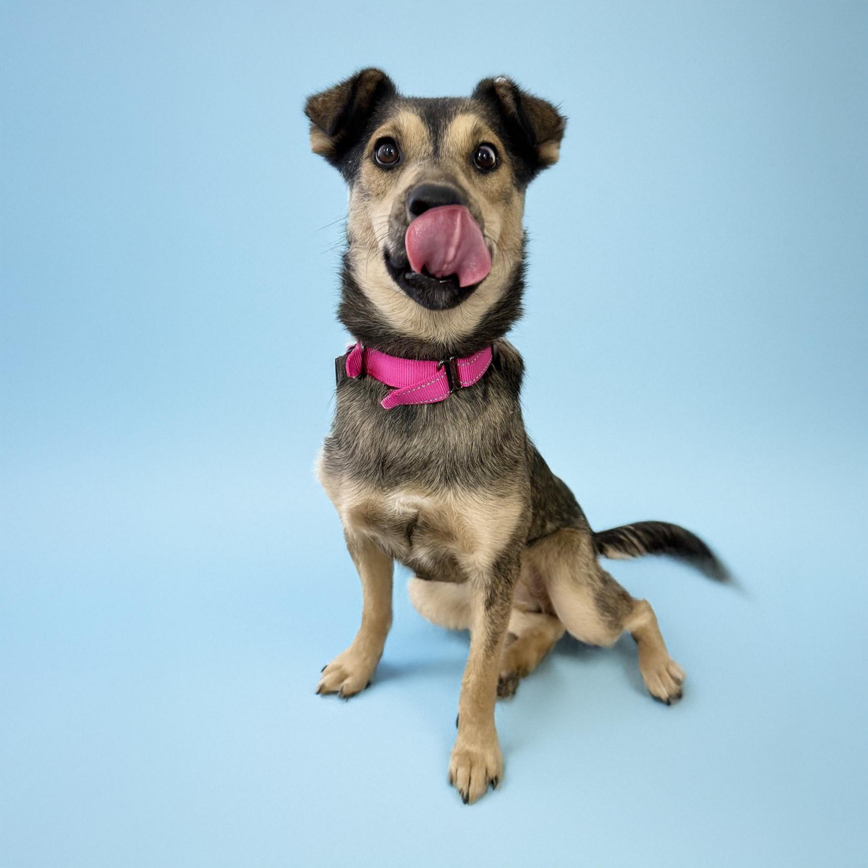 Winnie, a Adoptable mixed breed in Scottsdale, AZ image 4/4