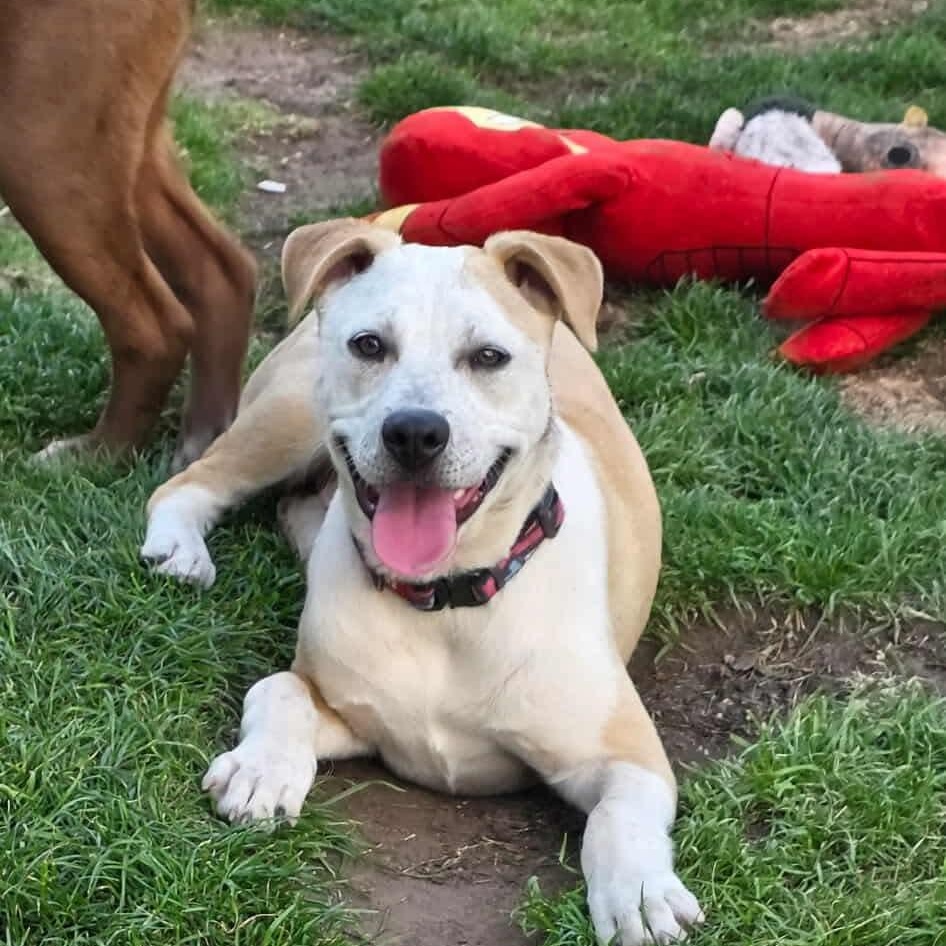 Enlarge Sahara , a ADOPTABLE mixed breed in Westland, MI image 6/6