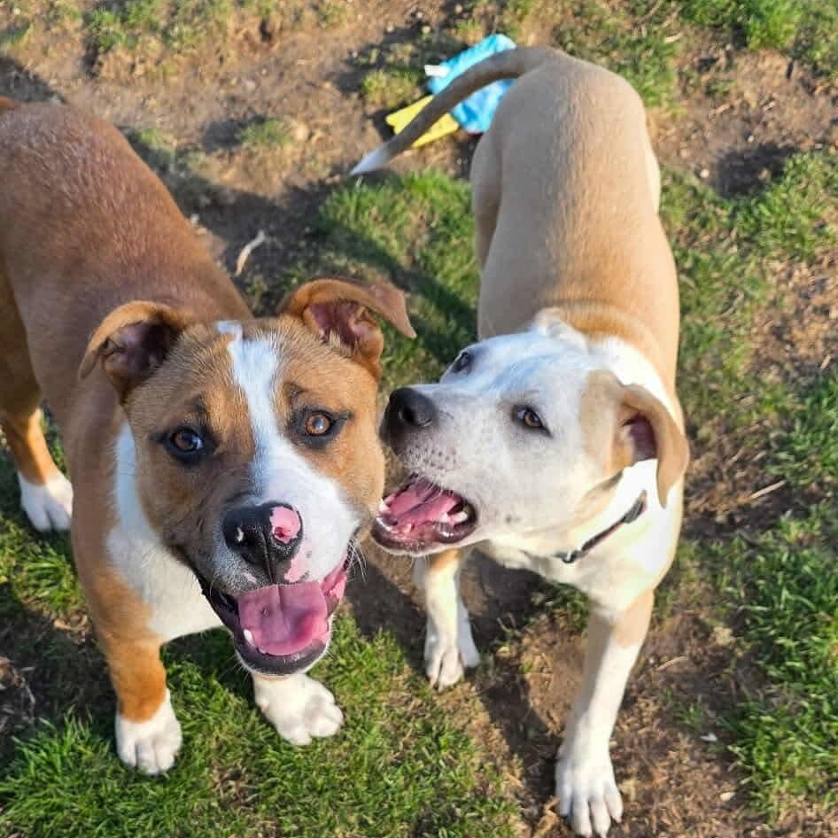 Enlarge Sahara , a ADOPTABLE mixed breed in Westland, MI image 5/6