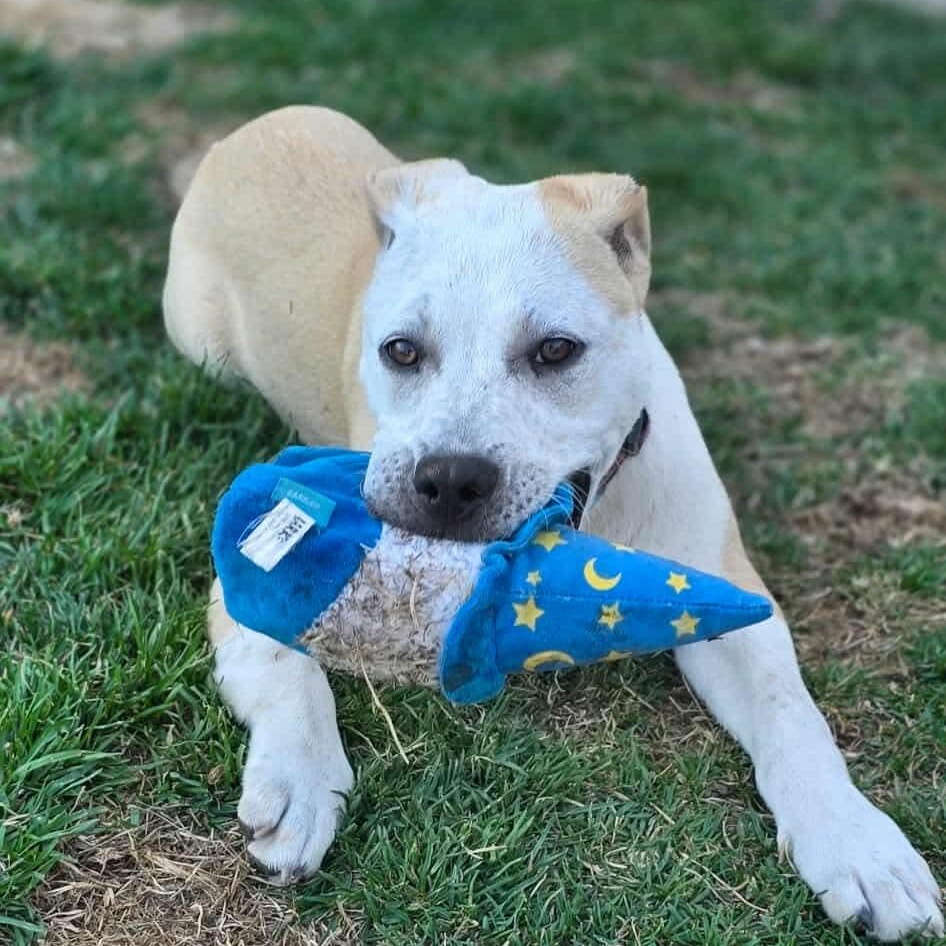 Enlarge Sahara , a ADOPTABLE mixed breed in Westland, MI image 2/6