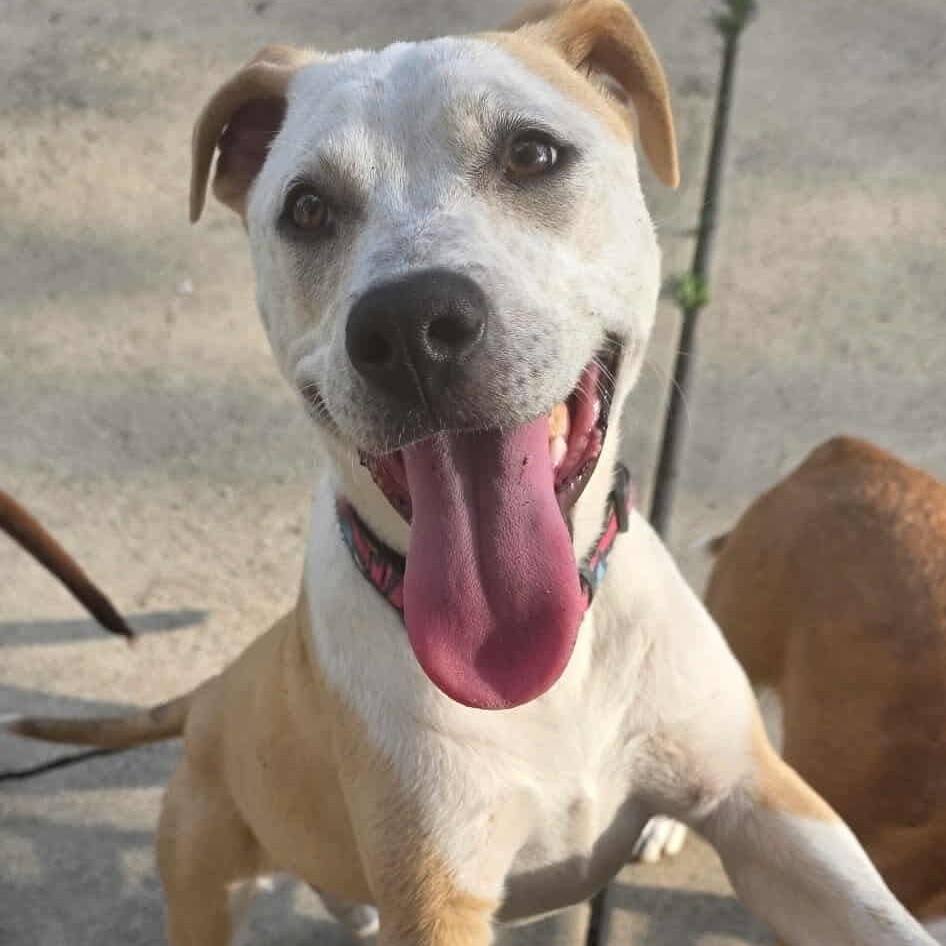 Enlarge Sahara , a ADOPTABLE mixed breed in Westland, MI image 1/6