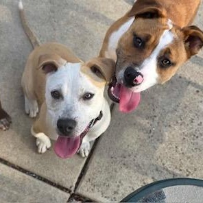 Enlarge Sahara , a ADOPTABLE mixed breed in Westland, MI image 4/6