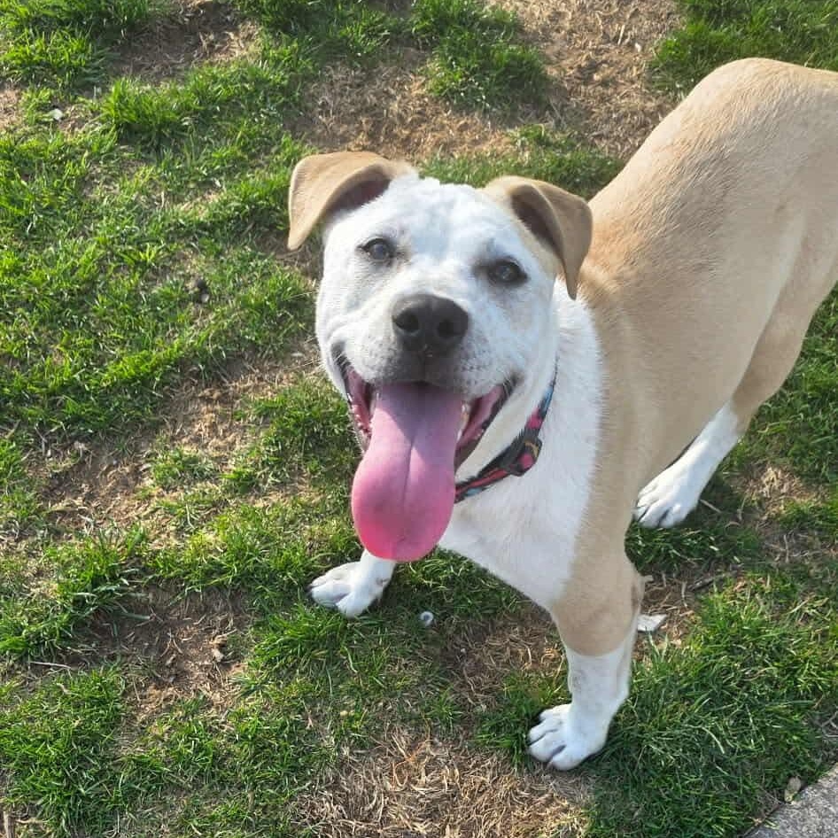 Enlarge Sahara , a ADOPTABLE mixed breed in Westland, MI image 3/6