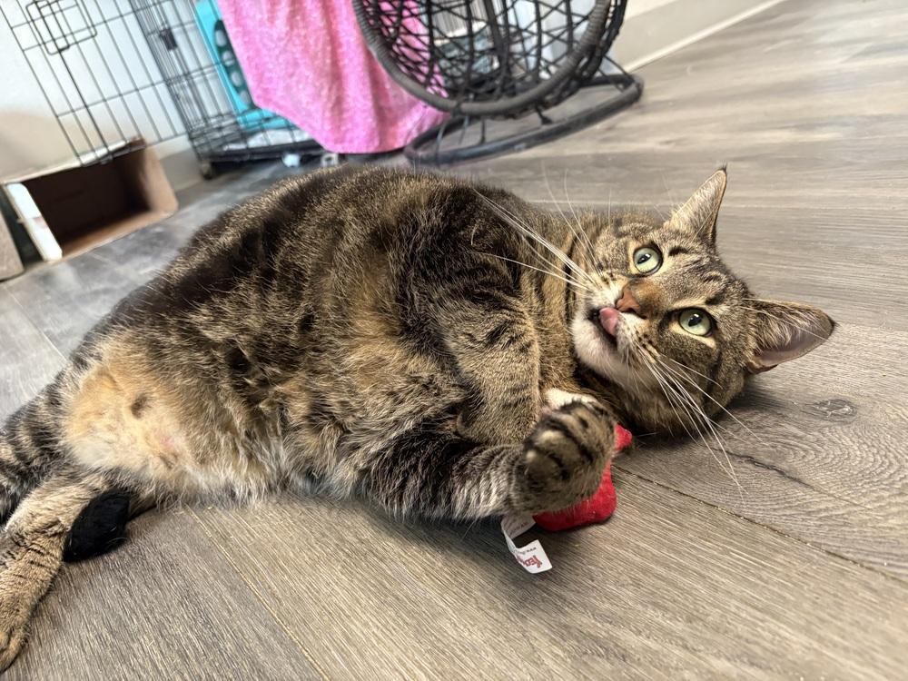 Abby, Adoptable, Adult Female Domestic Short Hair.