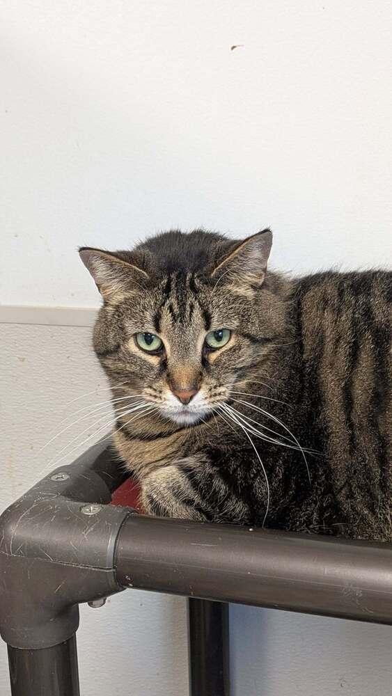 Enlarge Abby, a Adoptable mixed breed in Mishawaka, IN image 3/5