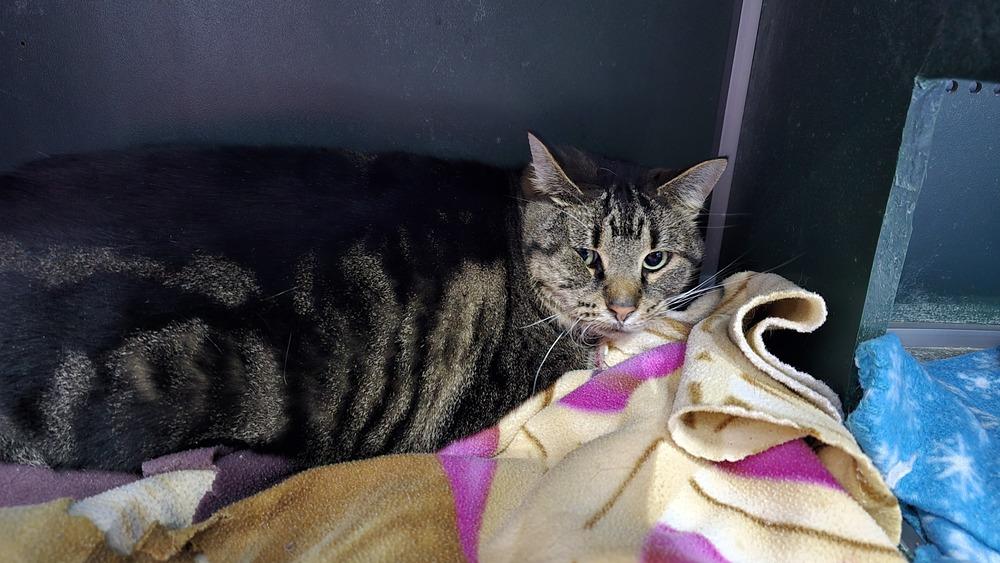 Enlarge Abby, a Adoptable mixed breed in Mishawaka, IN image 4/5