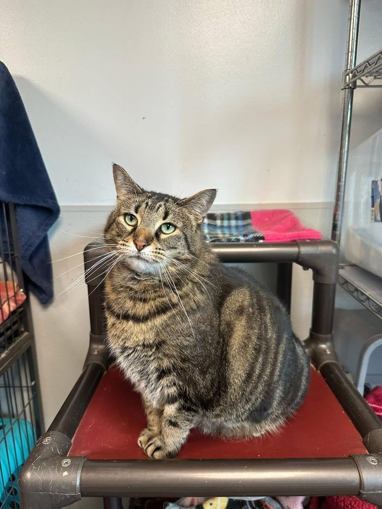 Enlarge Abby, a Adoptable mixed breed in Mishawaka, IN image 5/5