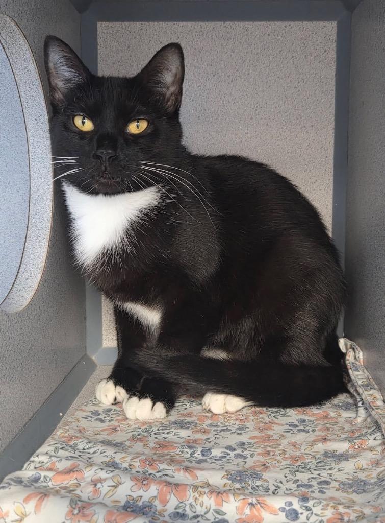 Leah, Adopted, Young Female Domestic Short Hair.