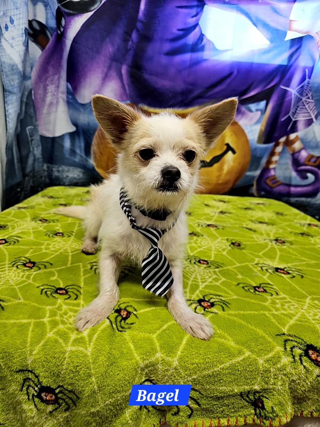 Bagel, Adoptable, Adult Male Chihuahua & Terrier.