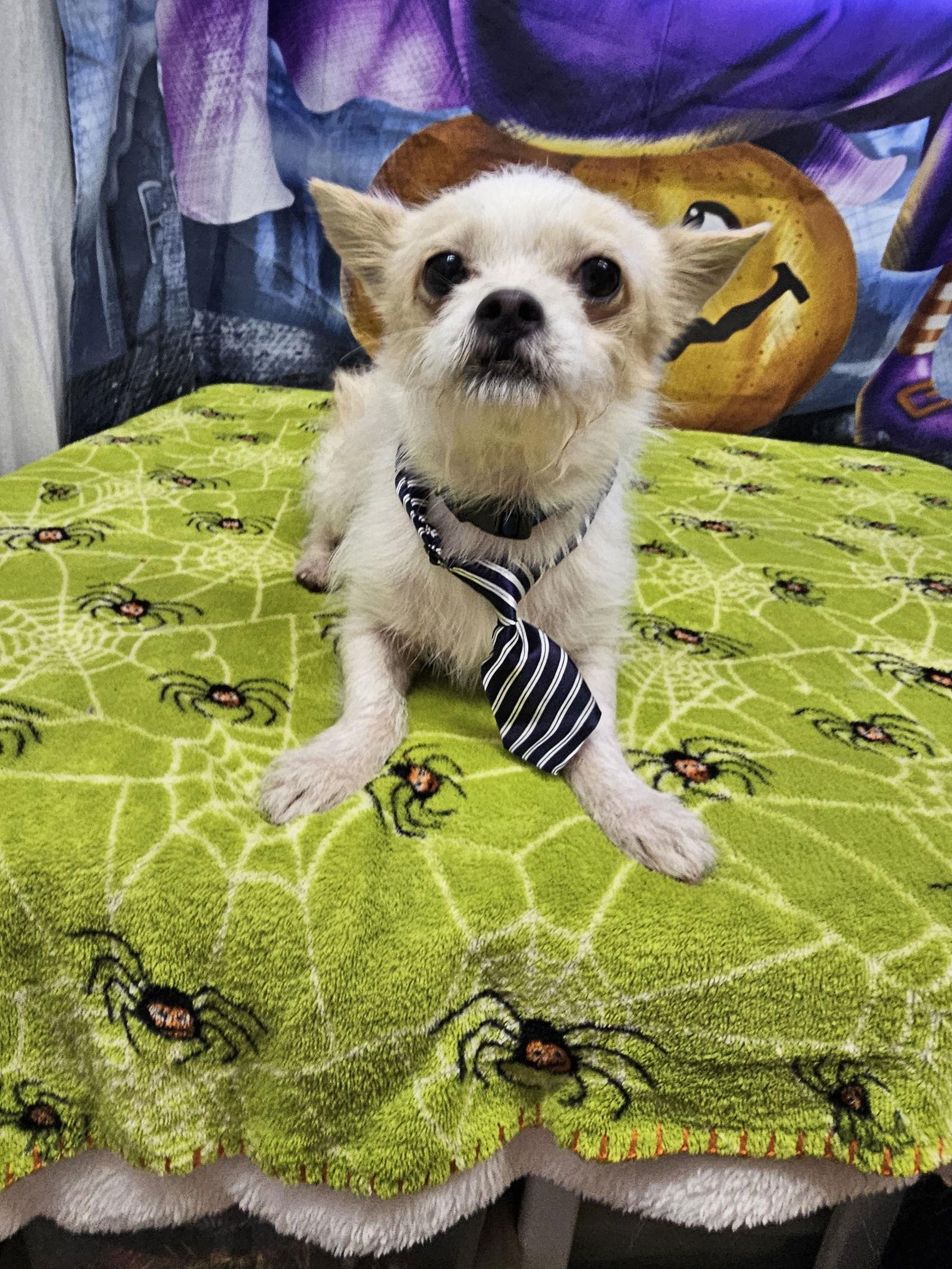 Enlarge Bagel, a Adoptable mixed breed in Metairie, LA image 2/2