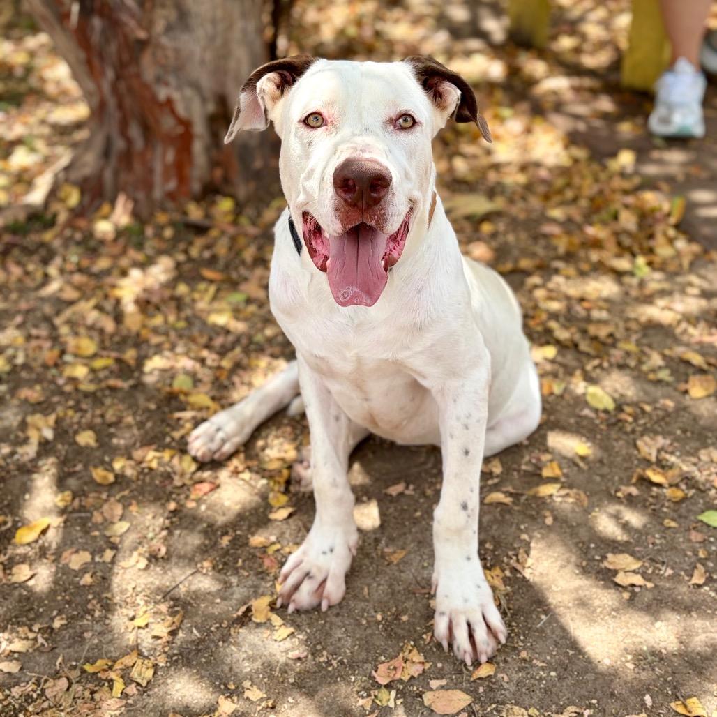 Memphis 26-06-188, Adoptable, Young Male American Bulldog.