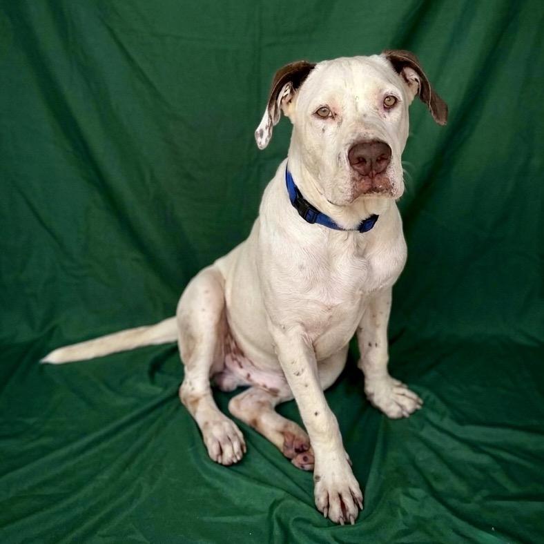 Enlarge Memphis 26-06-188, a Adoptable American Bulldog in Bastrop, TX image 2/6