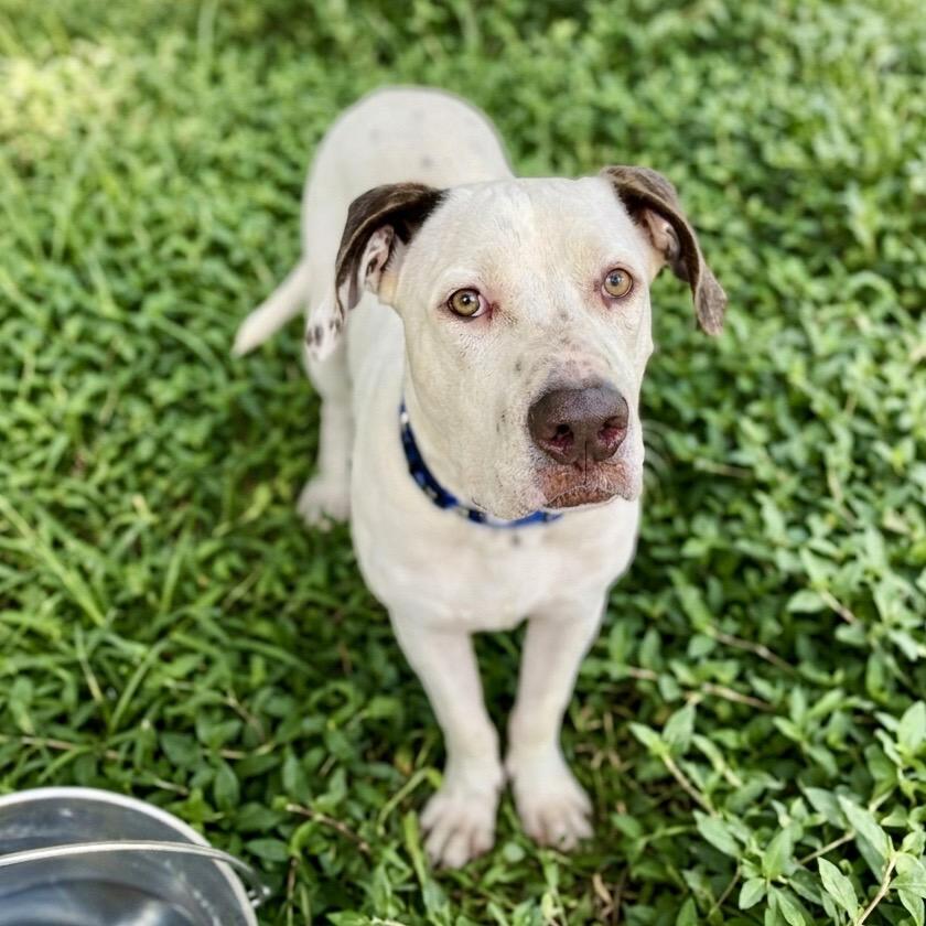 Enlarge Memphis 26-06-188, a Adoptable American Bulldog in Bastrop, TX image 3/6