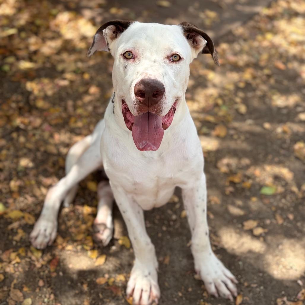 Enlarge Memphis 26-06-188, a Adoptable American Bulldog in Bastrop, TX image 4/6